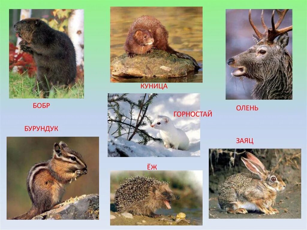 Какие животные в природной зоне тайга. Обитатели тайги. Животные тайги названия. Обитатели зоны тайги. Тайга животные и растения.