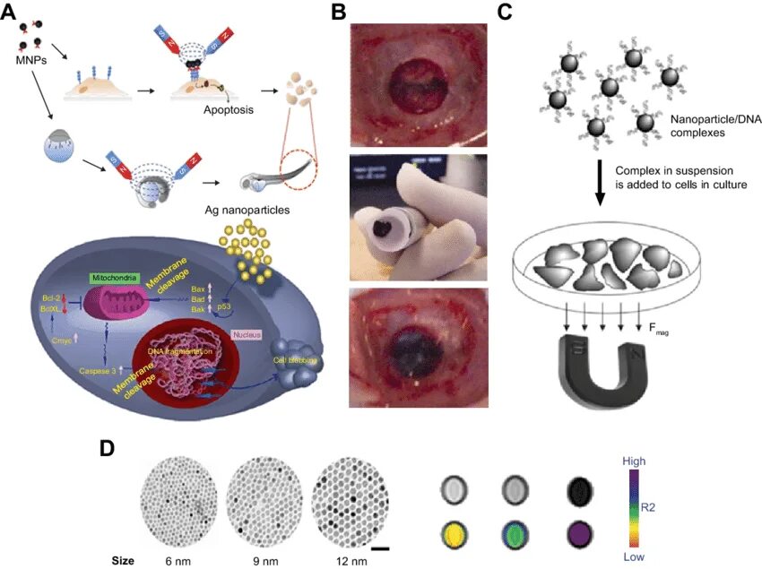Magnetic nanoparticles for drug delivery. Targeted drug delivery. Application of nanoparticles. Magnetic nanoparticles. Nanomaterials applications in medicine.