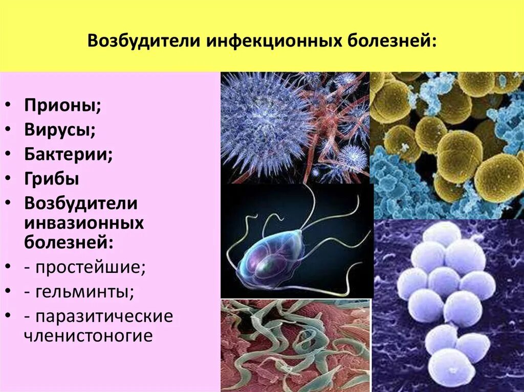 Примеры различных заболеваний. Возбудители бактериальных инфекций бациллы. Вирусы возбудители инфекционных заболеваний. Возбудители инфекционных заболеваний вирусы и бактерии. Перечислите возбудителей инфекционных заболеваний..
