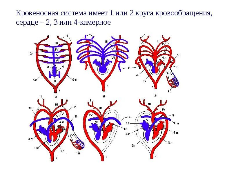 Представители число кругов кровообращения строение сердца. Кровеносная система. строение кровеносной системы. гемодинамика сердца. кровеносная система сердца.
