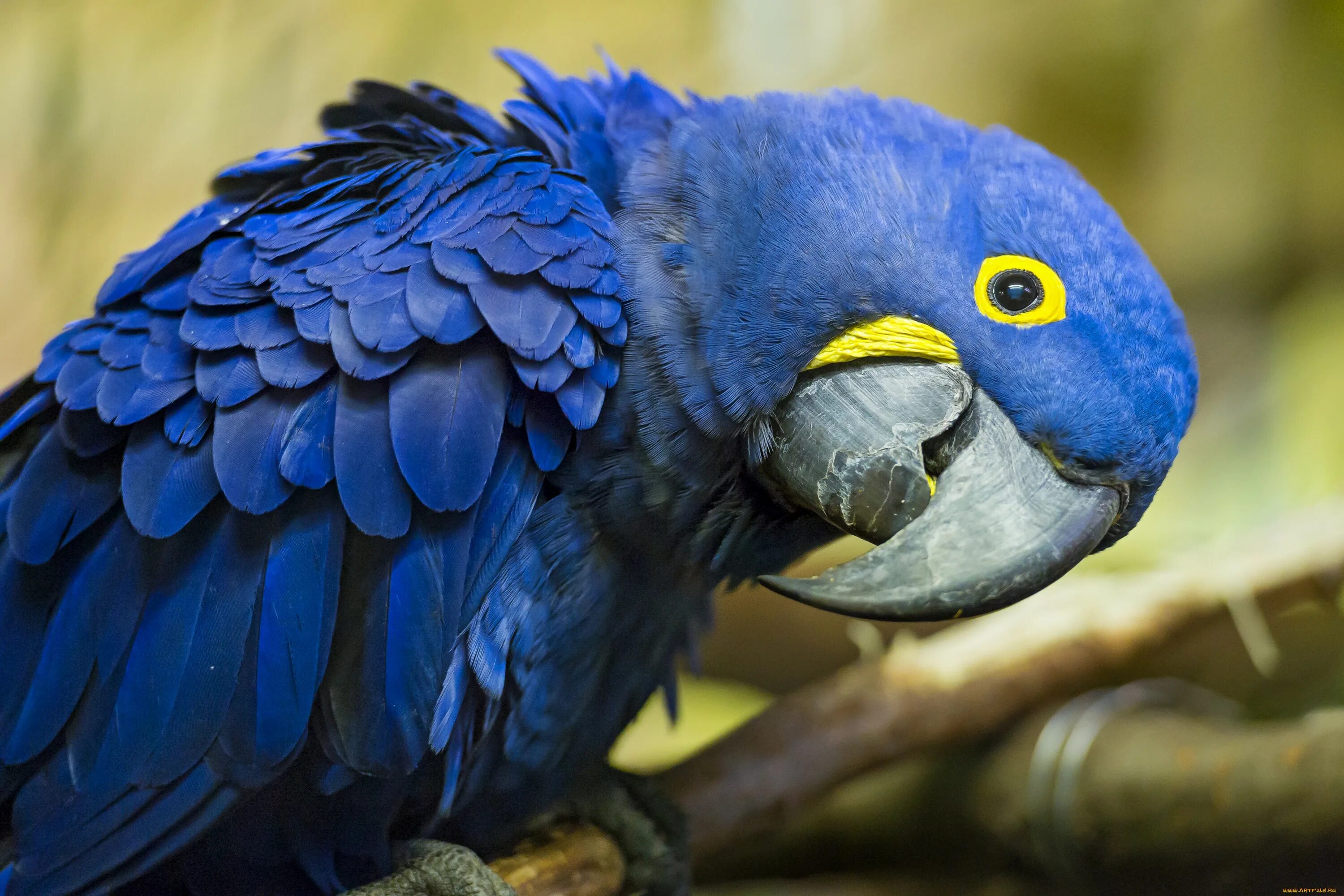 Большой попугай ара. Попугай ара гиацинтовый. Голубой ара Спикса. Голубой ара и гиацинтовый ара. Серо-голубой гиацинтовый ара.