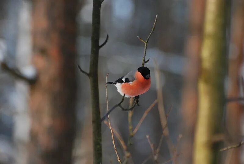 снегирь поет. гимн снегирей. снегири песня. заставка на рабочий стол снегири. снегирь с голубыми перьями.