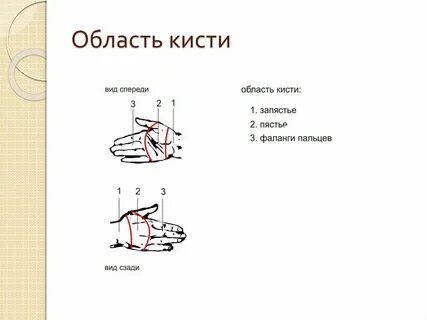 Кисть топографическая