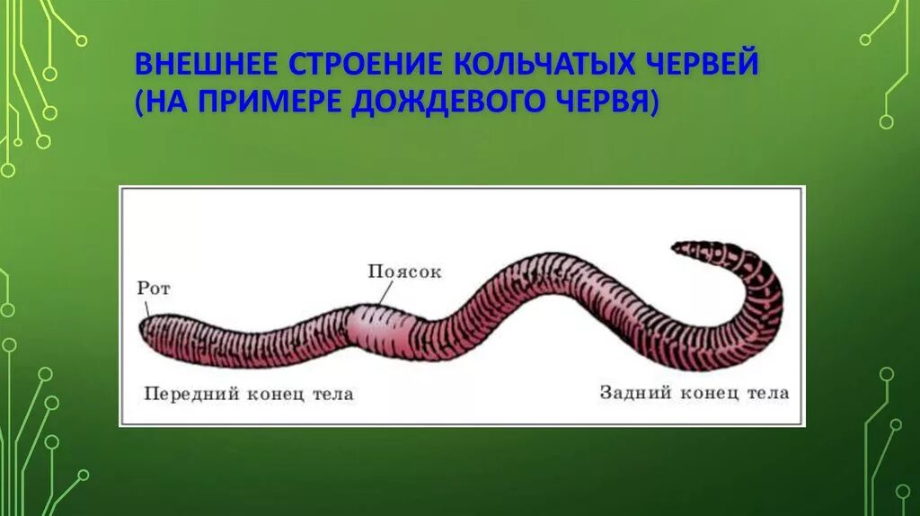 Из чего состоит червь. Внешнее строение дождевого червя. Внешнее строение кольчатых червей рисунок. Кольчатое строение дождевого червя. Схема внешнего строения дождевого червя.