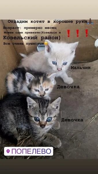 Месяц котятам можно отдавать
