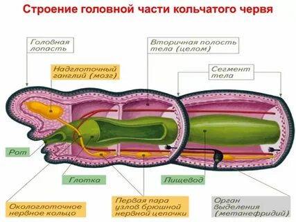 Чем кольчатые черви отличаются от круглых