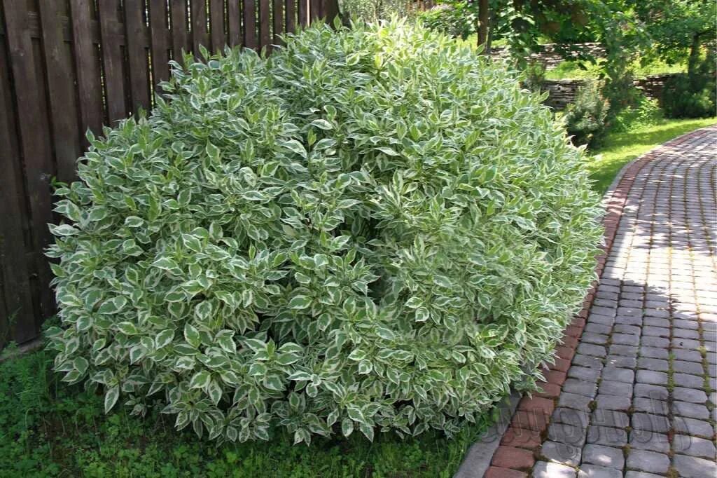 Дерен белый Элегантиссима. Дерен белый Элегантиссима Cornus Alba elegantissima. Дерен Элегантиссима желтый. Декоративно лиственные кустарники