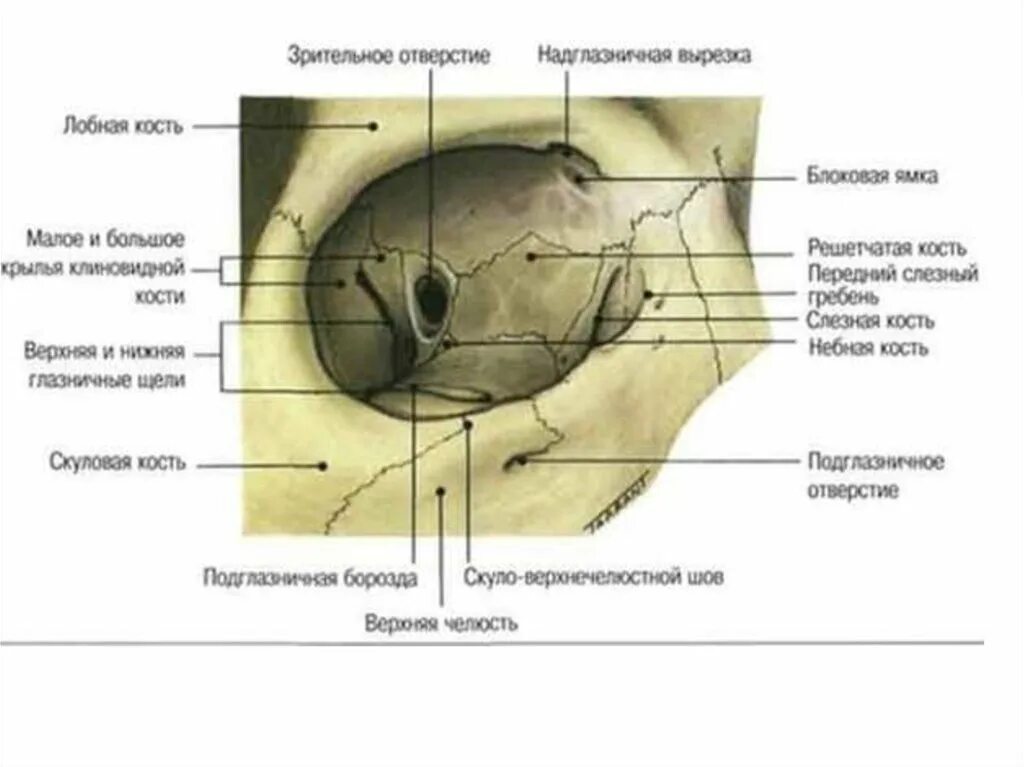 Глазничная кость лобной кости. Костные стенки глазницы анатомия. Медиальная стенка орбиты анатомия. Топография черепа глазница.