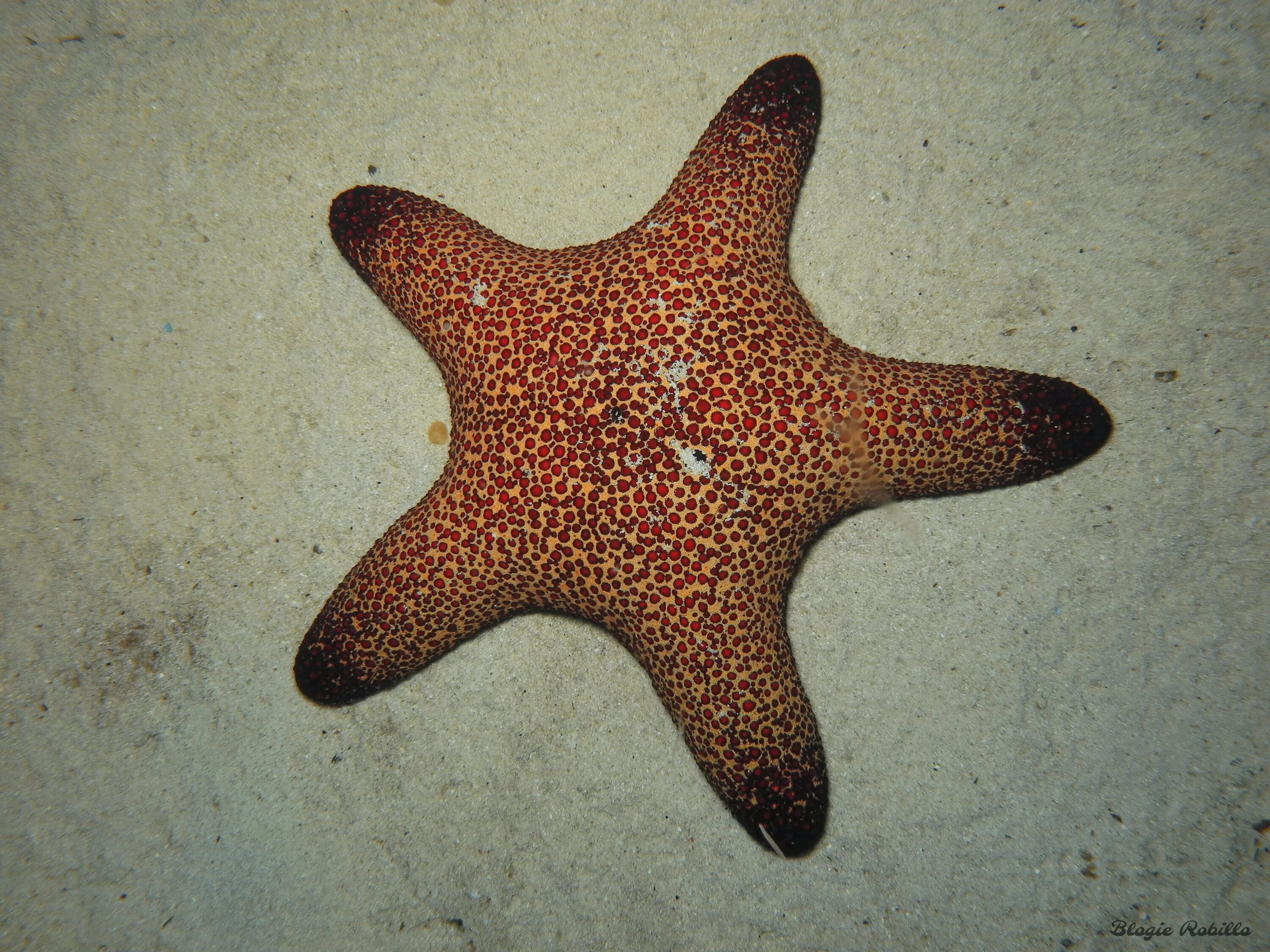 Лучевая симметрия моллюсков. Морская звезда Choriaster granulatus. Патирия гребешковая. Лучевая симметрия морских животных. Лучевая симметрия Осьминоги.