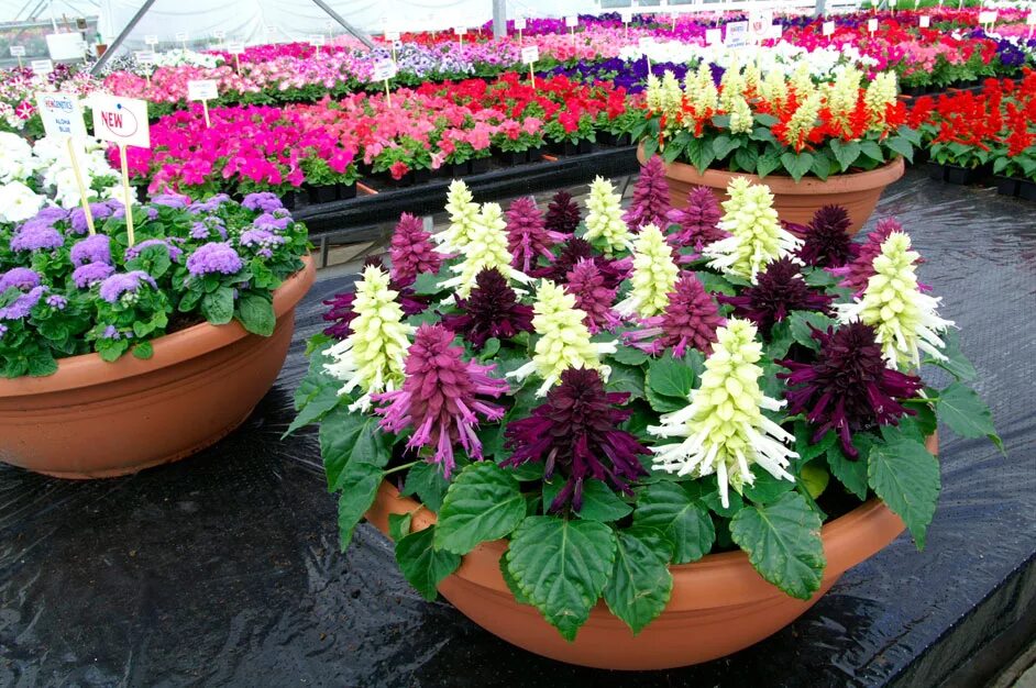 сальвия гребешковая. сальвия бордюрная. сальвия дварф ред. сальвия кокциния. рассада сальвия редди.