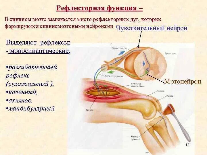 Примеры относящиеся к рефлекторной функции спинного мозга Примеры относящиеся к рефлекторной функции спинного мозга: найдено 88 изображени