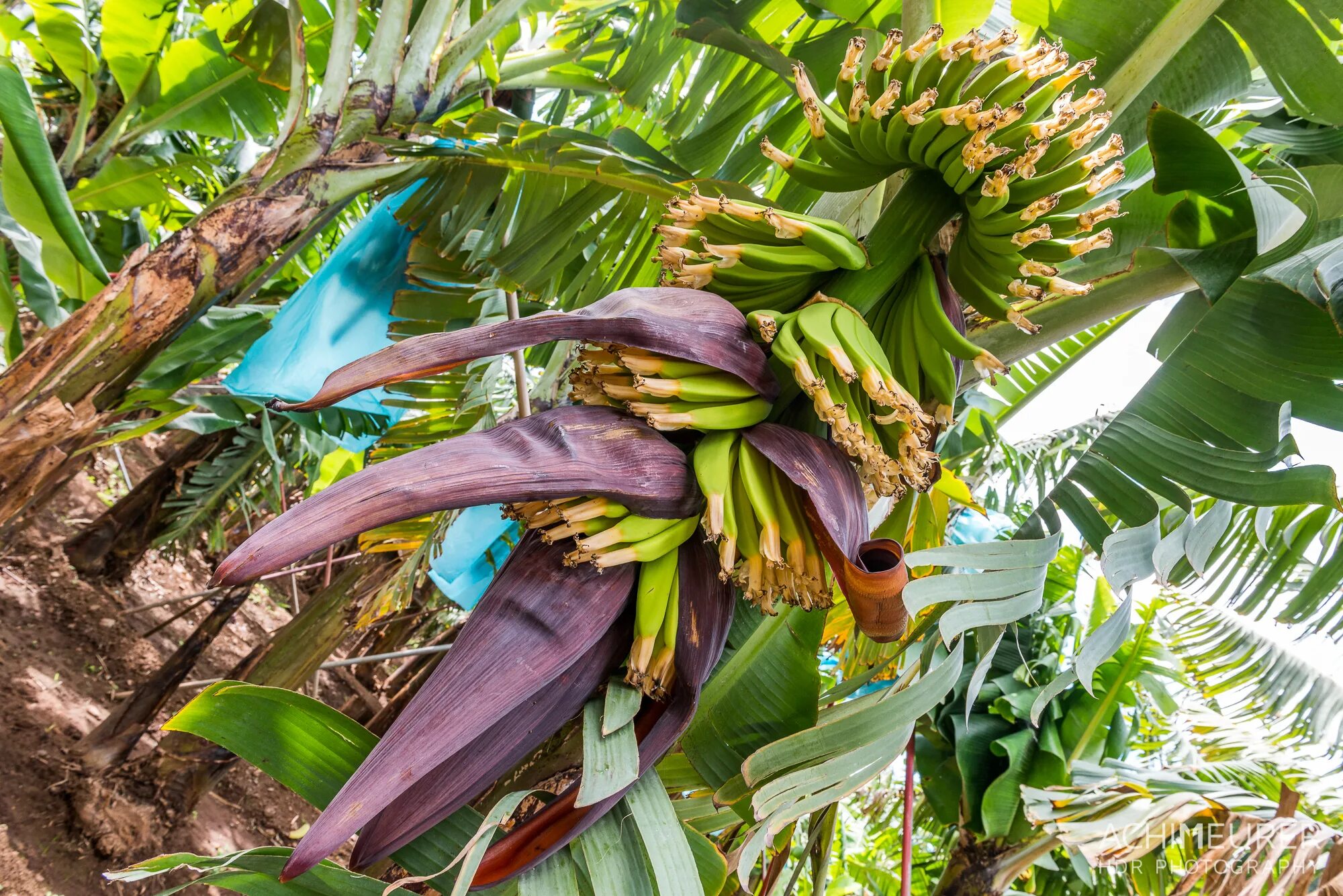 Банан Райский - Musa paradisiaca. Банановая Пальма. Бананы на Пальме. Банановая Пальма в Сочи. Бананы растут в россии