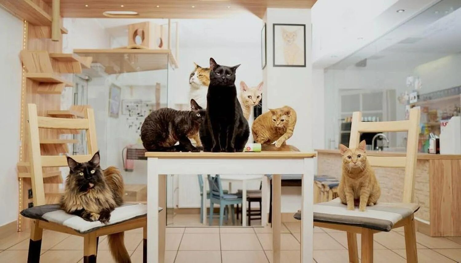 Кафе с кошками адрес. Кошачье кафе - "Cat Cafe" в Японии. Котокафе Киров Маклина 30. Solo Cat Cafe Алматы. Котокафе Муркино.