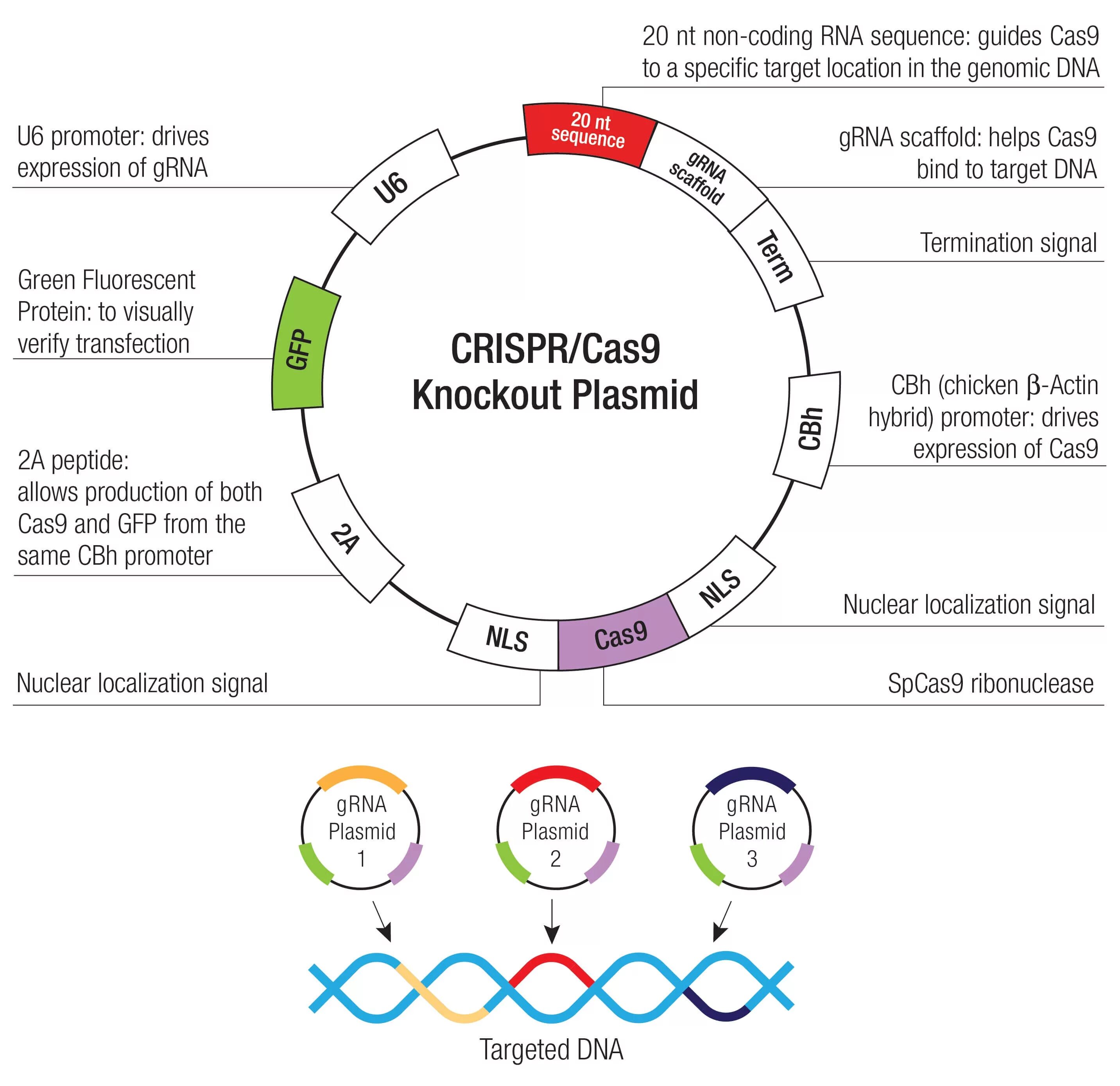 CRISPR cas9 ko. Экспрессионная плазмида. Строение ти плазмиды. Plasmid CRISPR CAS\. Элементы плазмид