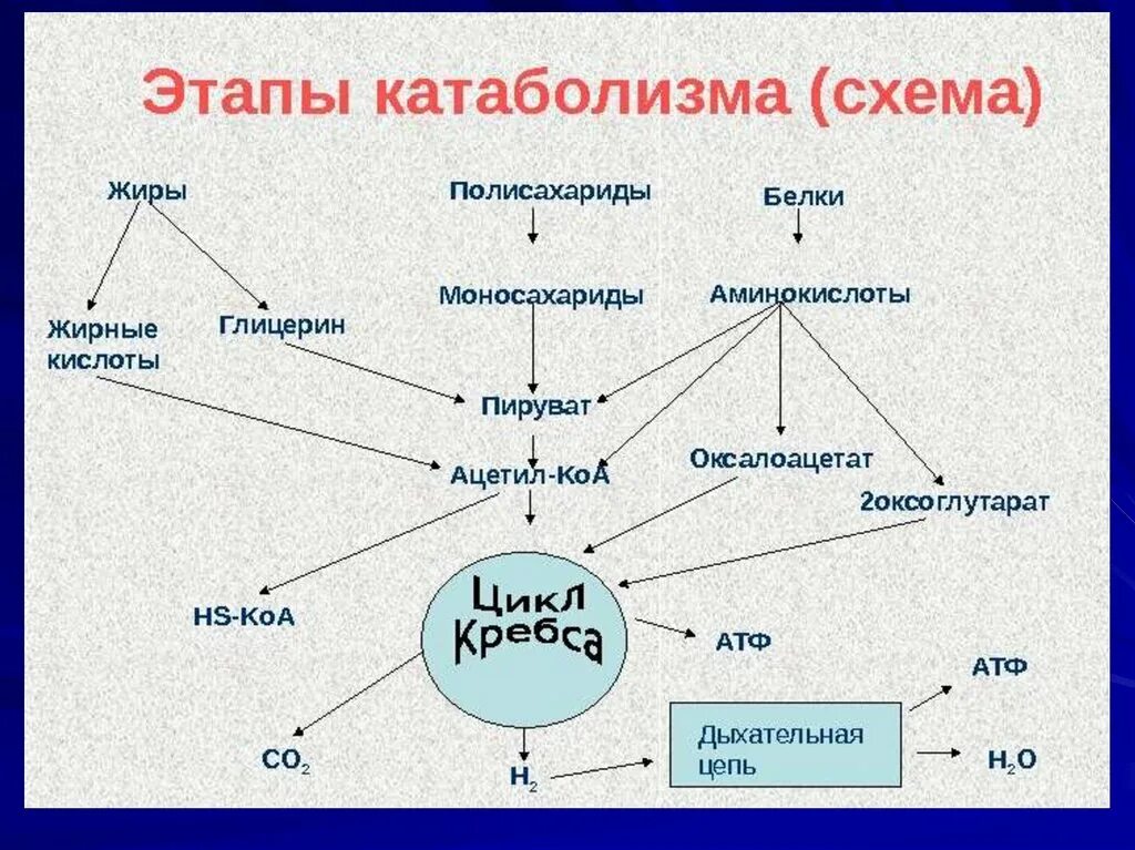 Общая схема катаболизма питательных веществ. Общая схема катаболизма биохимия. Схема катаболизма основных питательных веществ. Общий путь катаболизма биохимия схема.