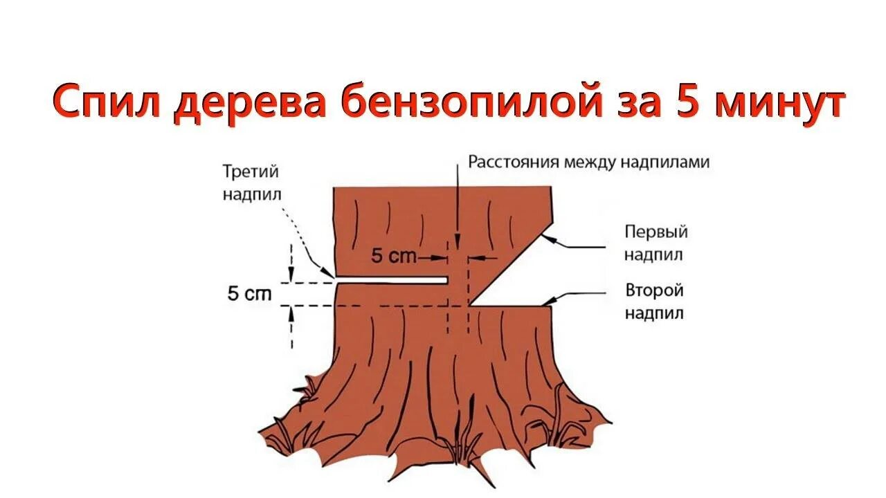 Спил деревьев как правильно. Схема Валки дерева бензопилой. Схема спиливания дерева бензопилой. Схема спила дерева бензопилой. Технология Валки деревьев бензопилами.