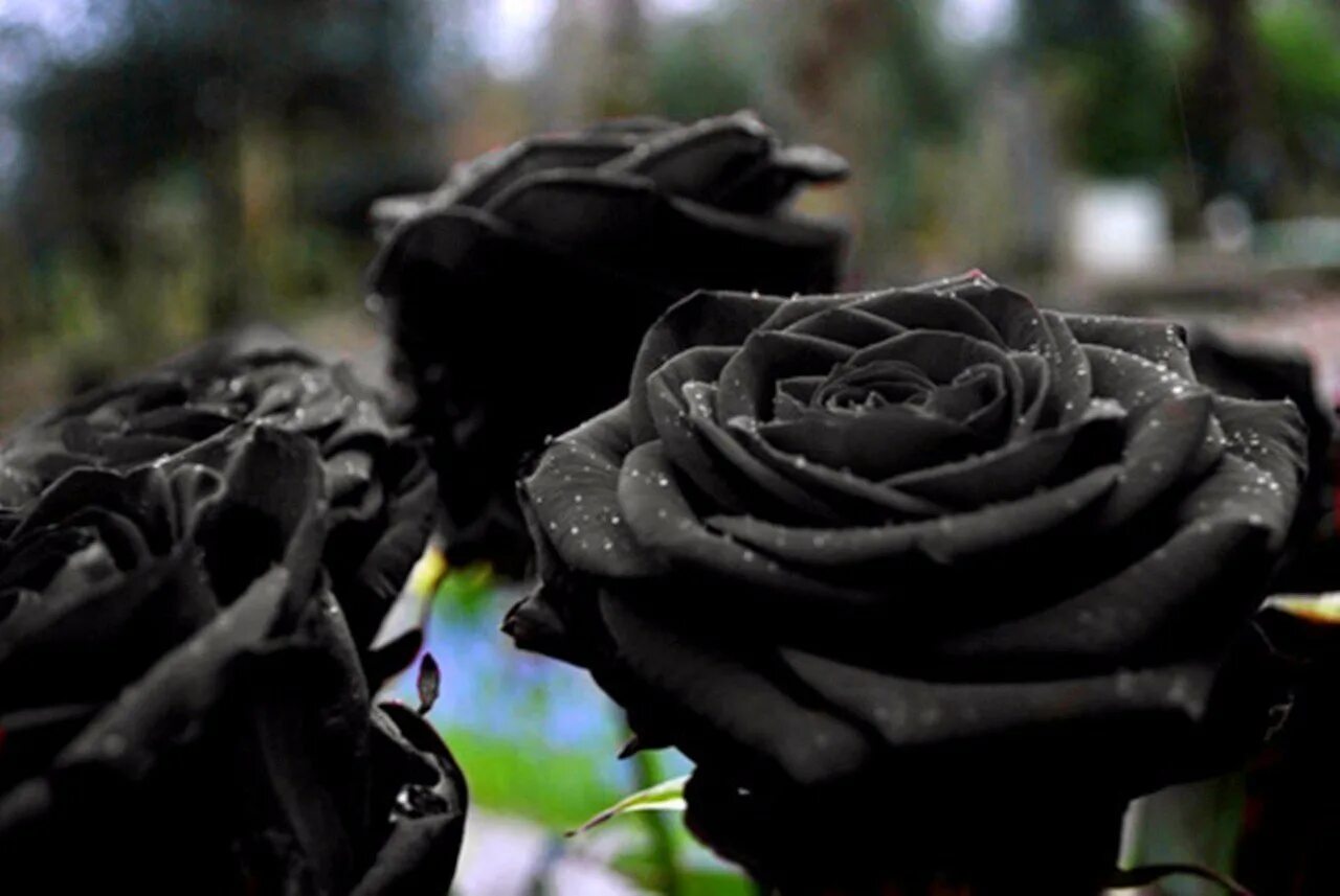 Черная розочка. Черные розы Халфети.