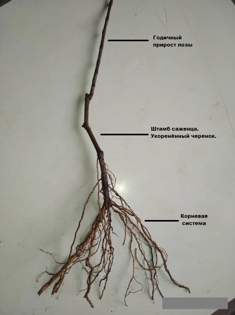 Корневая система винограда. Саженцы двухлетки винограда. Двухлетний саженец винограда. Корневая система. Годичный саженец винограда.