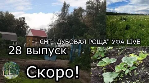 Снт дубовая