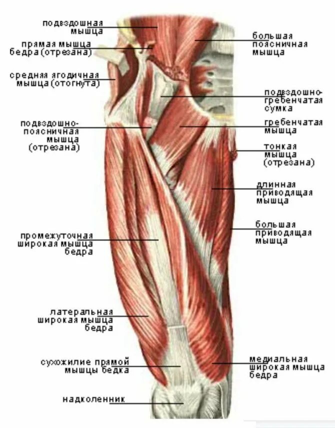 Сухожилие бедро задняя. Мышцы задней поверхности бедра анатомия. Мышцы бедра анатомия Синельников. Мышцы бедра передняя группа. Мышцы бедра передняя задняя медиальная группа.