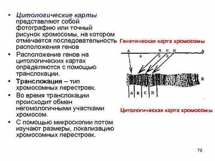 Цитологическая генетика