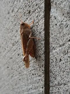 Дикие животные и насекомые в центре миллионного города Случайные фотографии Дзен