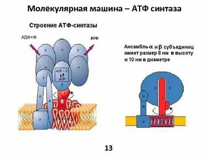 Строение и функции атф конспект