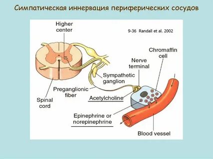 Физиология сосудов
