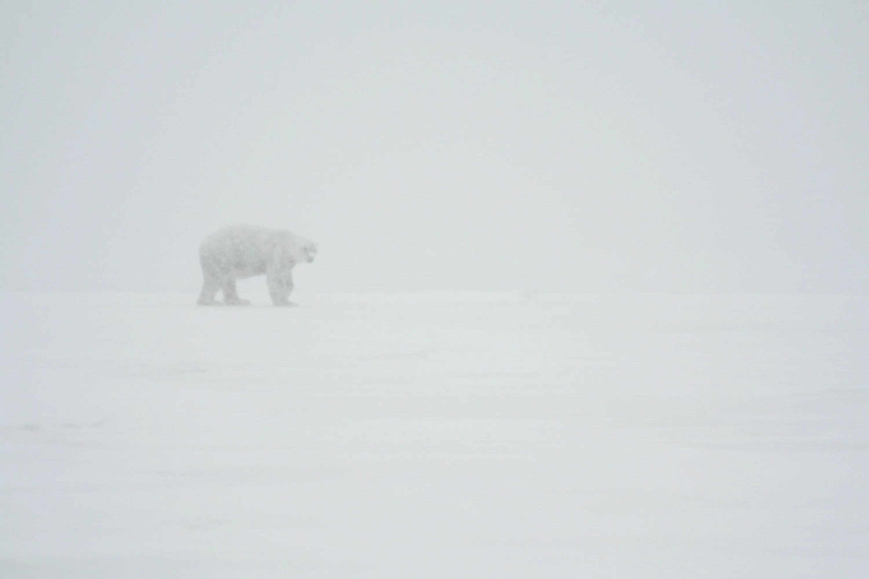 Белый медведь. Белый медведь бежит. Белый медведь в Снежном поле. Белый медведь в пургу. Белый медведь бег