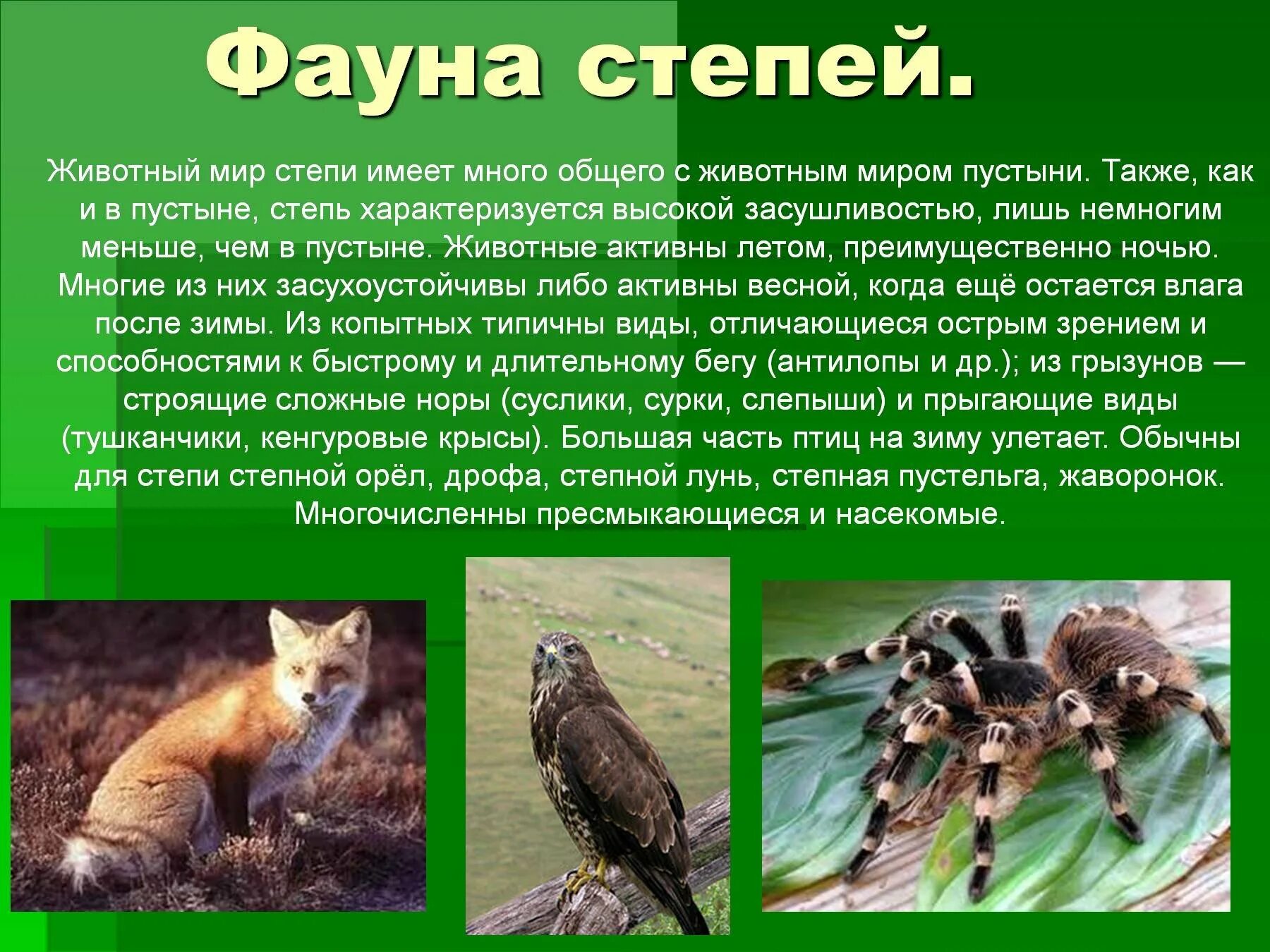 Значение фауны. Представители флоры и фауны. животный мир степи. животные степи презентация.