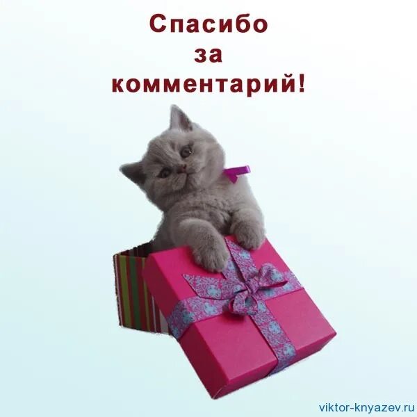 Спасибо за хорошую оценку. Спасибо за комментарий. благодарю за комментарий. открытка спасибо за комментарий. благодарность за подарок.