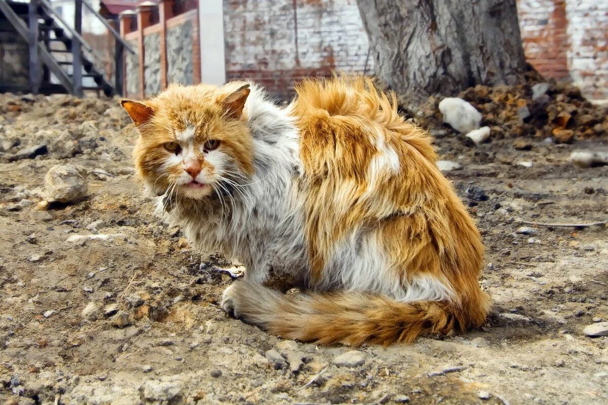 Драный кот. Драный рыжий кот. Облезлый кот. Дворовые рыжие коты. Променял на ободранную кошку песня