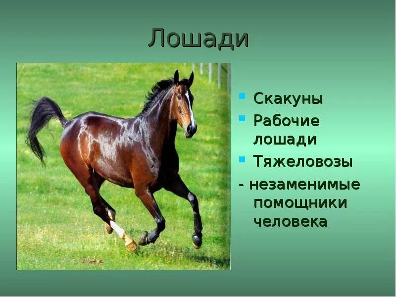 Сообщение о лошади 3 класс. Сведения о лошадях. Проект про коневодство. Сообщение о лошади. Лошадь для презентации.