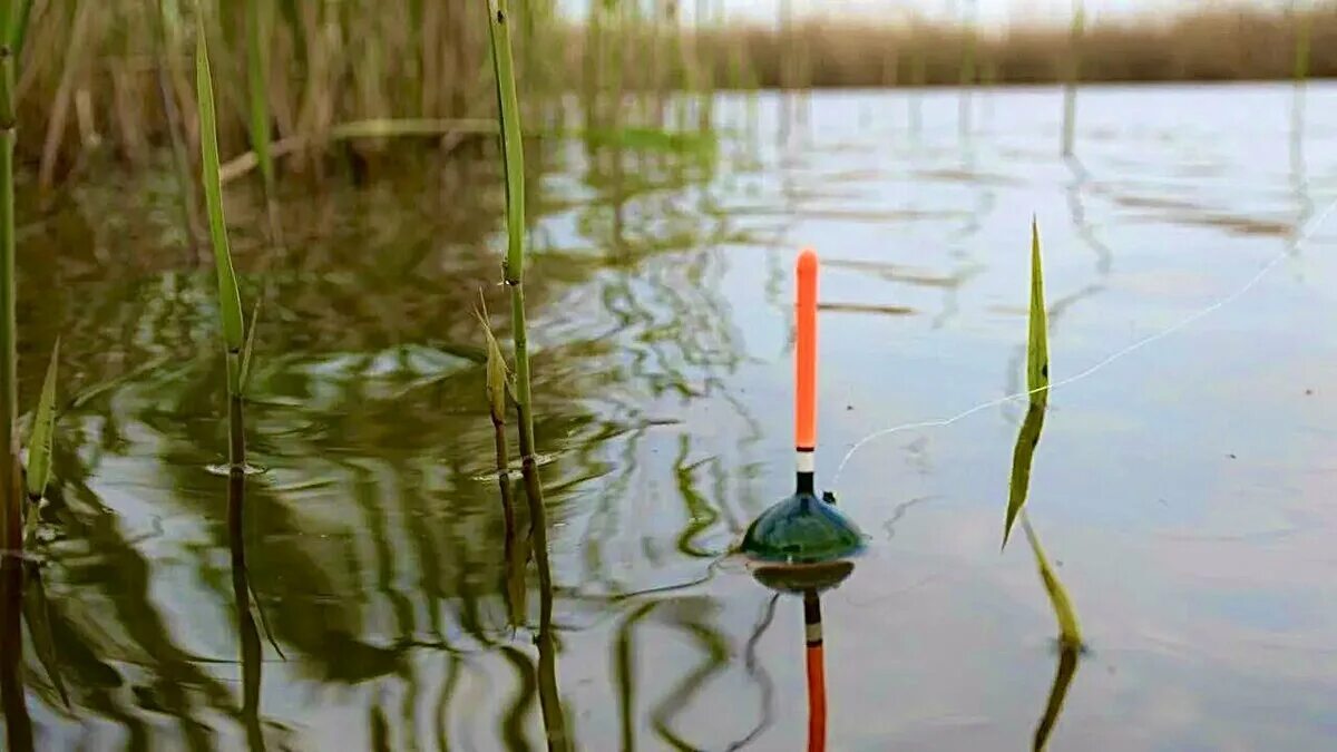 Ловля карася на стоячей воде. Рыбалка на карася на поплавочную удочку с берега. Рибалка на карася літом на поплавочную удочку. Поплавочная удочка. Поплавки для летней рыбалки.