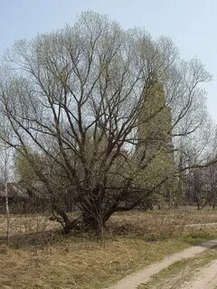 Ветла разбор