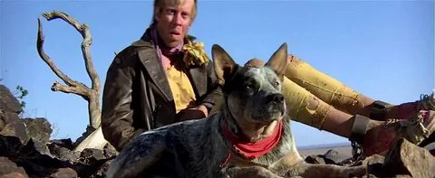 Mad max собака
