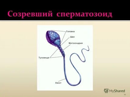 Размножение человека 8 класс