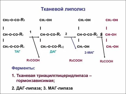 Расщепление жиров фермент