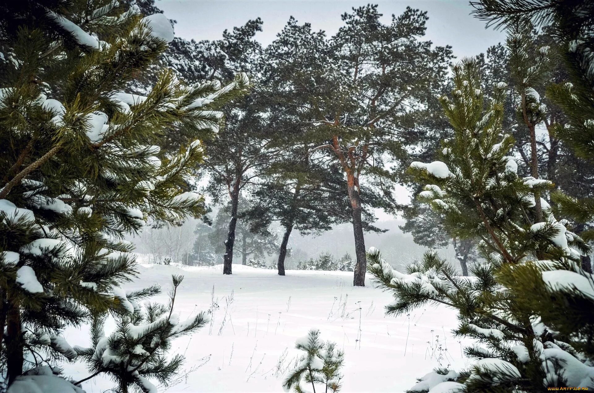 Хвойные под снегом. Зимний хвойный лес. Сосна зимой. Снежные сосны. Сосновый лес зимой.