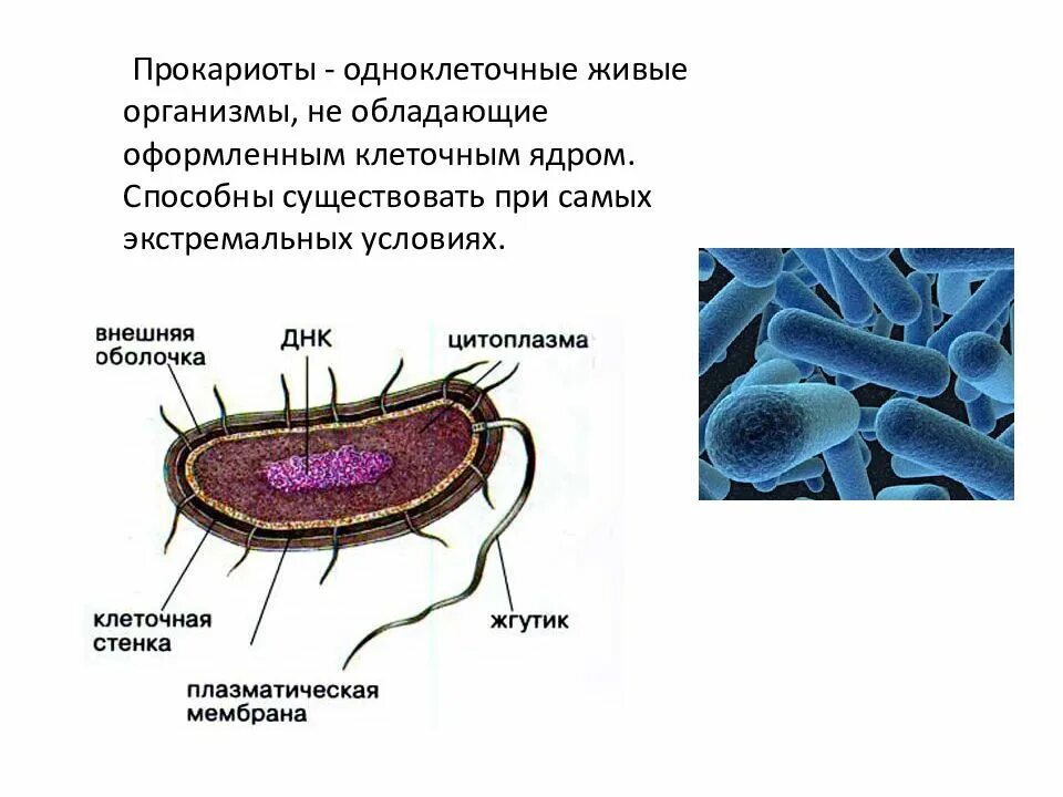 Анаэробные гетеротрофные прокариоты