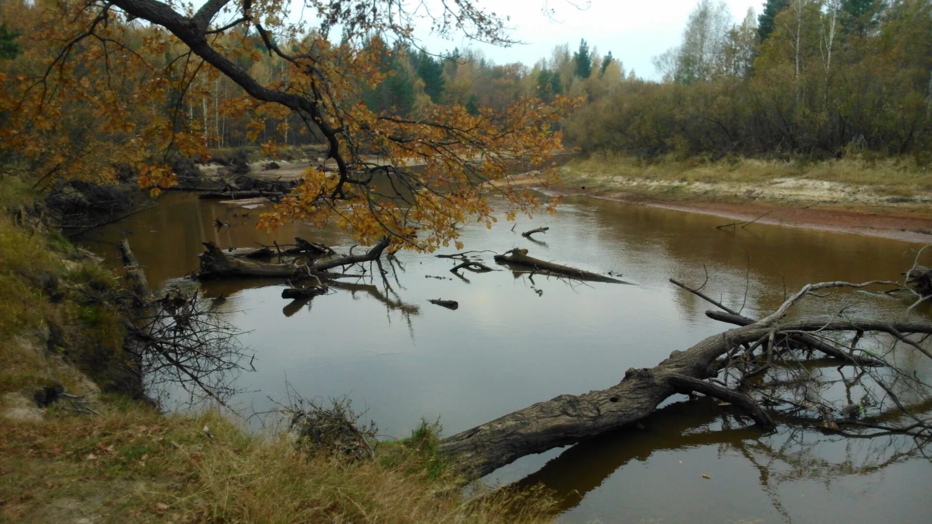 Поле лес. Абросимова река люнда. Река в лесу. Лесная речка ленинградской области. Солоница (приток волги).