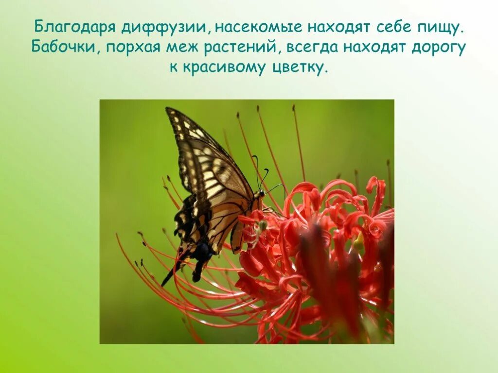 Презентация диффузия вывод. Диффузионно это в биологии. Вывод диффузии в природе. Благодаря диффузии. Урок географии атмосфера.