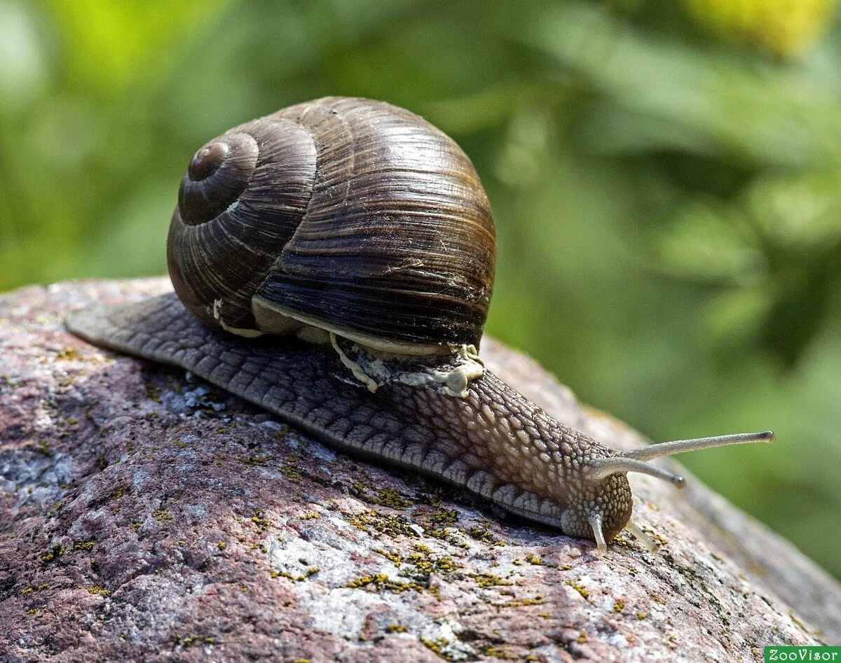 Улитки виноградные где. Виноградная улитка. Улитка Helix pomatia. Улитка Виноградная улитка. Черные виноградные улитки.