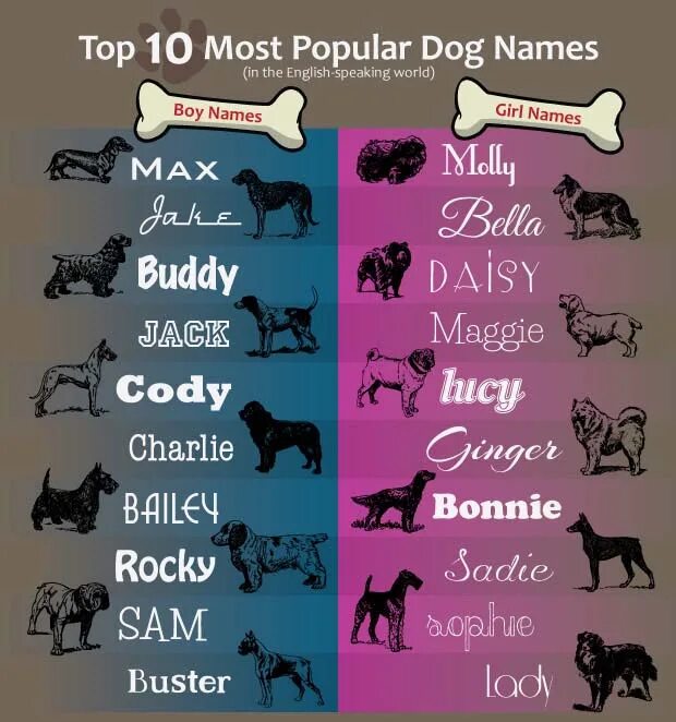 Dogs s names are. Имена для собак. Красивые имена для собак. Иля для собаки девочки. Имена собак на английском.