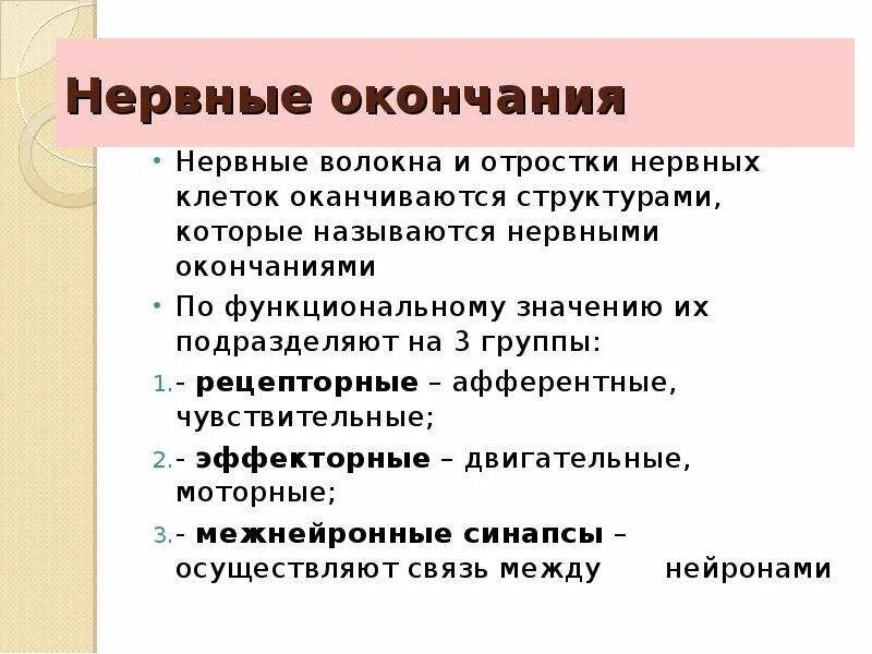 Нервные окончания функции. Нервные окончания. Окончания нервных волокон. Классификация нервных окончаний.