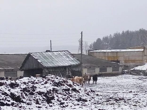 Погода зубовка татарский новосибирская. Зубовка Брянская область. Деревня Щегловка Брянской области. Деревня Зубовка. Щегловка Навлинский район.