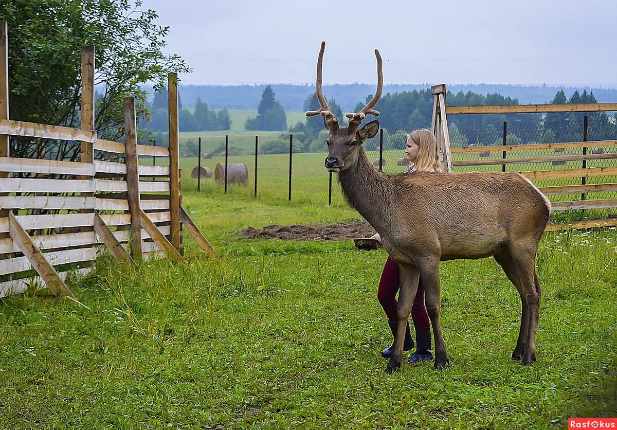 Оленья ферма. Оленья ферма ижевск лудорвай. Оленья ферма ижевск лудорвай. Европейский благородный олень. Оленья ферма дилижан.