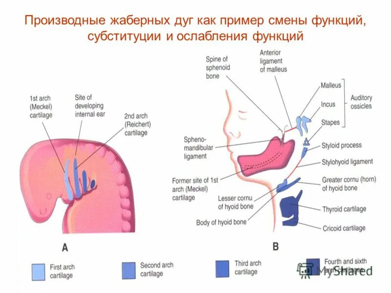 Висцеральные жаберные дуги. Функции первой и второй висцеральных дуг. Висцеральные жаберные дуги. Первая и вторая висцеральные дуги их производные. Первая и вторая висцеральные дуги их производные.
