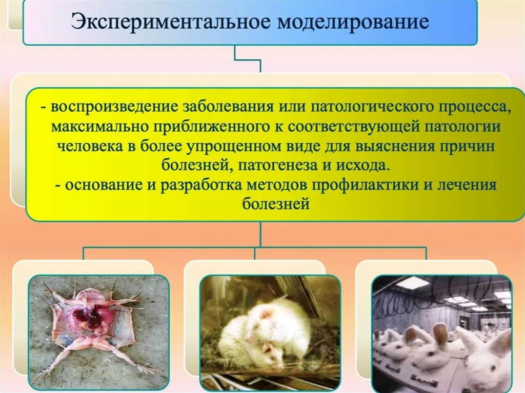 Основной метод патологии. Экспериментальное моделирование болезней. Моделирование патологических процессов. Методы моделирования патологических процессов. Метод экспериментального моделирования.