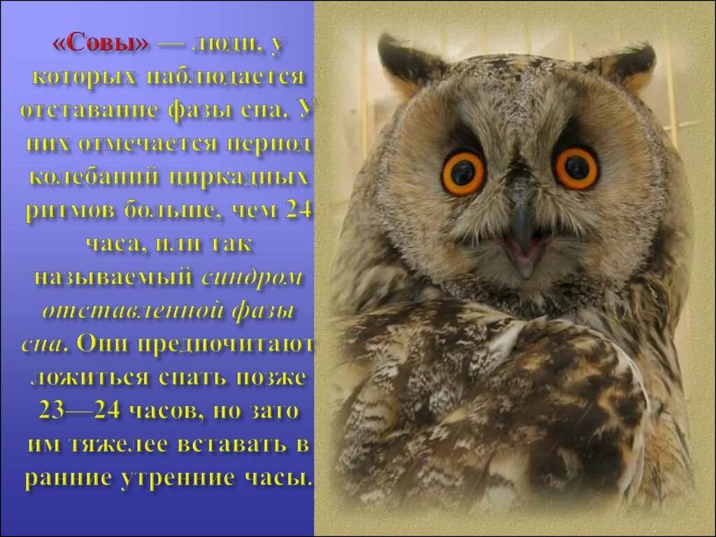 Человек сова как называется. Имя для совы. названия сов. сова символ мудрости и знаний. сова символ.